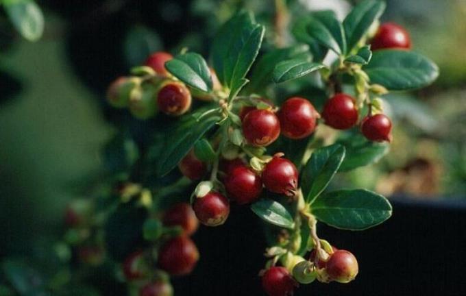 Lingonberry, yaban mersini, kızılcık ve diğer Ericaceous için en iyi beslenme