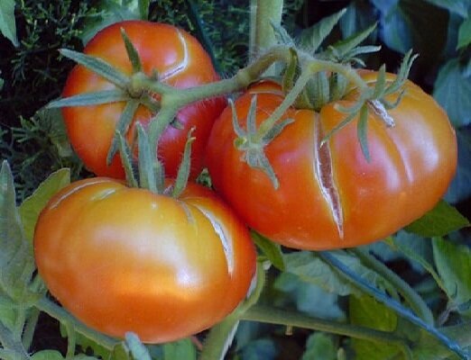 Hangi meyve çatlak başlıyor çünkü domates yetiştirmek 2 hata