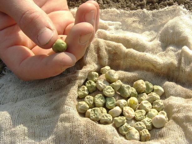 Bazı bezelye Ağustos ayında ekilen - En iyi çeşitleri ve uygun tarım teknikleri