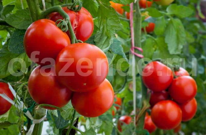 Olgun domates. bir makale için İllüstrasyon standart lisans © ofazende.ru için kullanılır