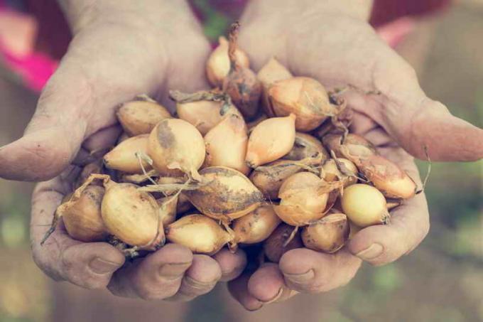 Sonbahar ekimi için soğan çeşitlerinin seçimi. bir makale için İllüstrasyon standart lisans © ofazende.ru için kullanılır
