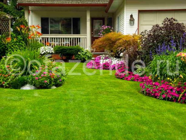 Kendi elleriyle evin önünde çim Çiçeklenme: İpuçları Bahçıvanlar