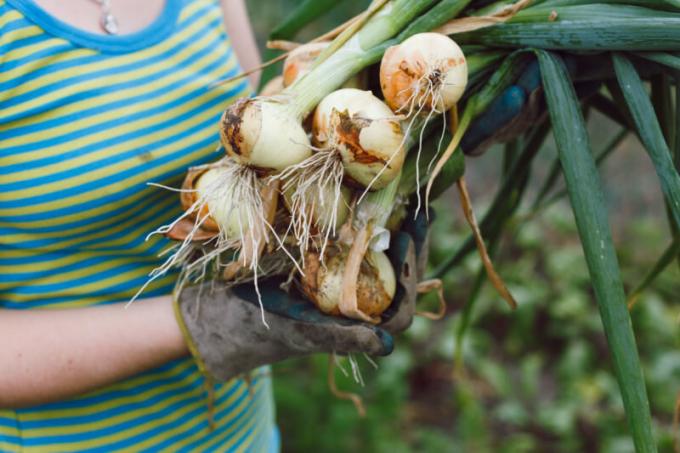 Büyük soğan büyümek için bazı agronomik hileler bilmek gerekir. bir makale için İllüstrasyon standart lisans © ofazende.ru için kullanılır