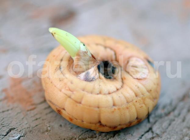 Bir gladiolus bir ampul kesmek için nasıl