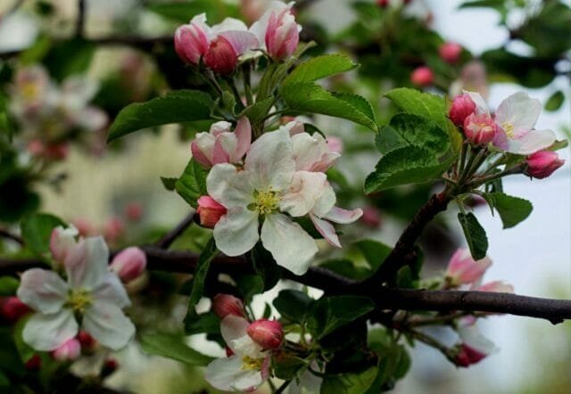 Elma ağacı çiçekleri