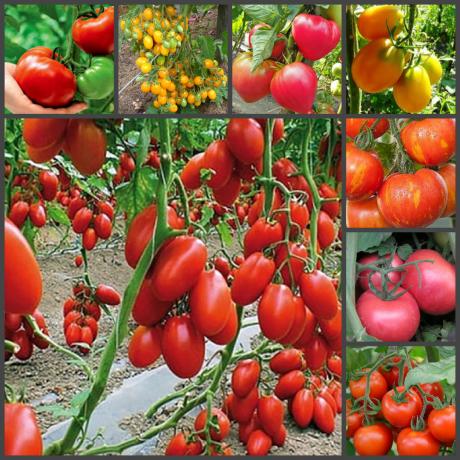Size mükemmel bir hasat garanti edecek sonbaharda dikim domates Benzersiz süper yolu!