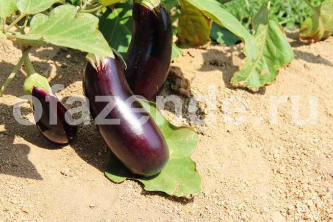 patlıcan Büyüyen. bir makale için İllüstrasyon standart lisans © ofazende.ru için kullanılır
