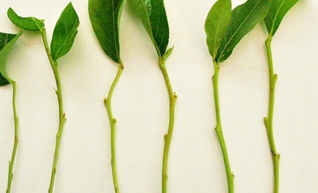 Kişisel deneyim: yeşil kesimler trudnoukorenyaemye bitkiler yaymak nasıl