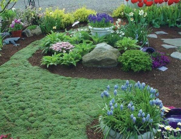 YER bitkilerin bir halı: çiçekli çim alternatif - İpuçları bahçıvanlar