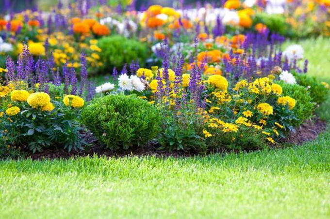 Çiçek bahçesinde renklerin kombinasyonu. bir makale için İllüstrasyon standart lisans © ofazende.ru için kullanılır