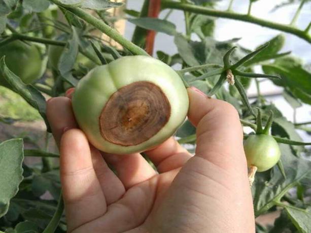 Sebze araziler domates apikal çürüme oluşumunu önlemek için nasıl