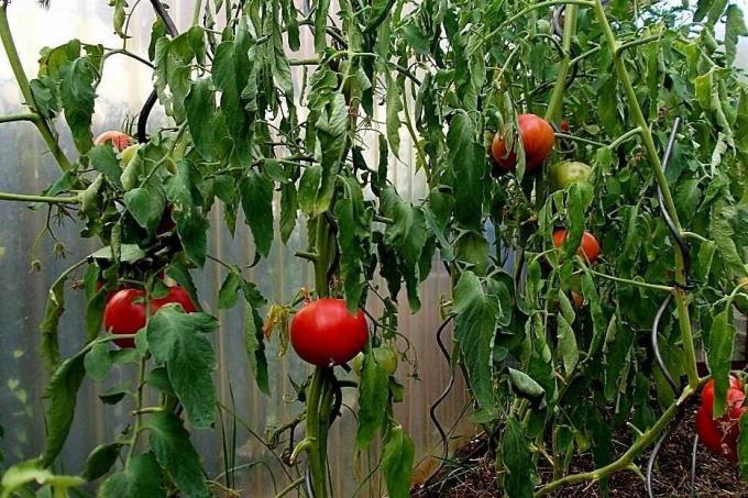 Verim önemli ölçüde azaltılabilir, çünkü bunların domates yetiştiriciliğinde başlıca hatalar