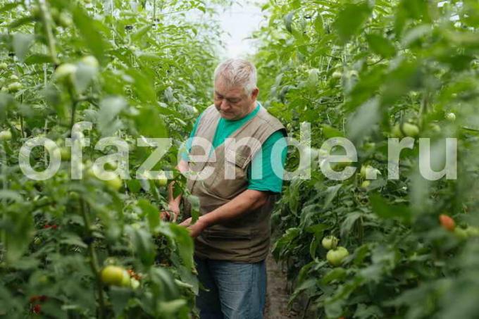 Büyüyen domates. bir makale için İllüstrasyon standart lisans © ofazende.ru için kullanılır