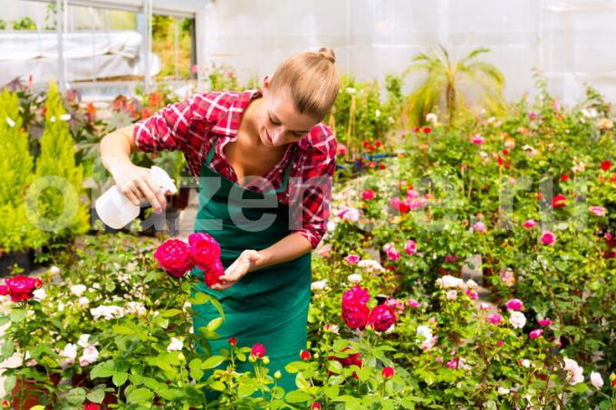 Büyüyen güller. bir makale için İllüstrasyon standart lisans © ofazende.ru için kullanılır