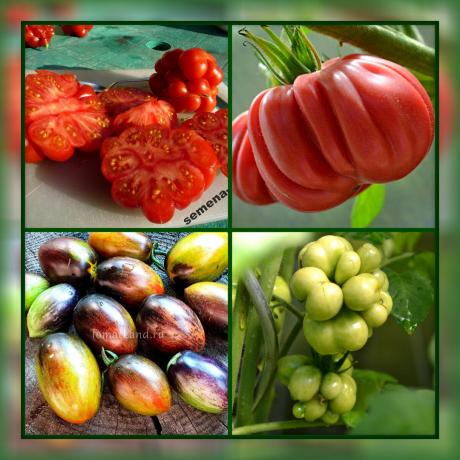 Bahçeniz için 5 en sıradışı ve lezzetli domates çeşitleri