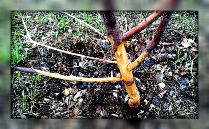 İpuçları deneyimli bahçıvan: kaydetmek ve kemirgenler tarafından hasar sizin meyve ağaçları geri yükleme
