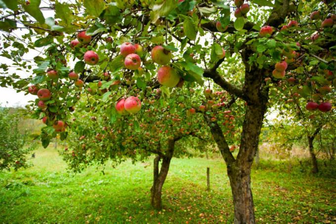 elma elma çürümeye Birçok bahçıvanlar, böyle bir sorunla karşı karşıyayız. bir makale için İllüstrasyon standart lisans © ofazende.ru için kullanılır