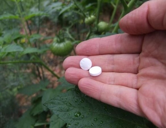 Aspirin kullanan küflenmeye karşı üretkenlik ve tedavi bitkileri nasıl arttırılır
