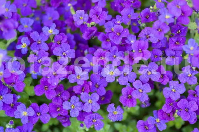 Aubrieta Büyüyen. bir makale için İllüstrasyon standart lisans © ofazende.ru için kullanılır