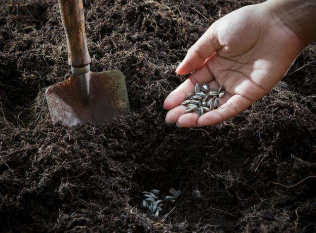 Toprak ve tohum ekime hazır. bir makale için İllüstrasyon standart lisans © ofazende.ru için kullanılır