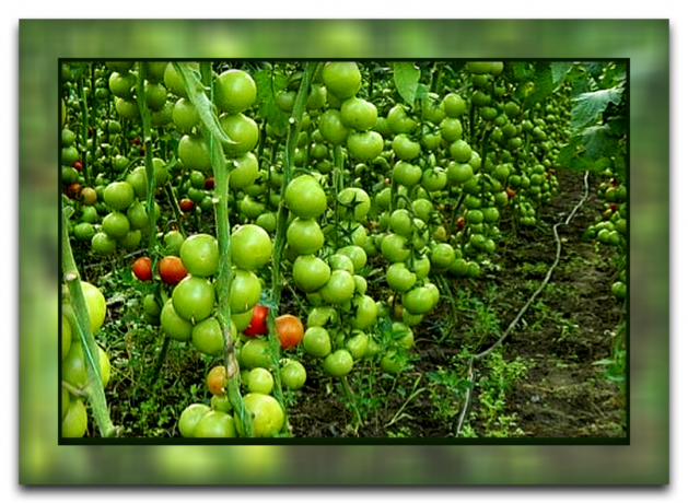 Bu yöntem kadar popüler olmasının nedeni sen ve büyük bir hasat almak domates yaprakları koparmaya nasıl ve neden