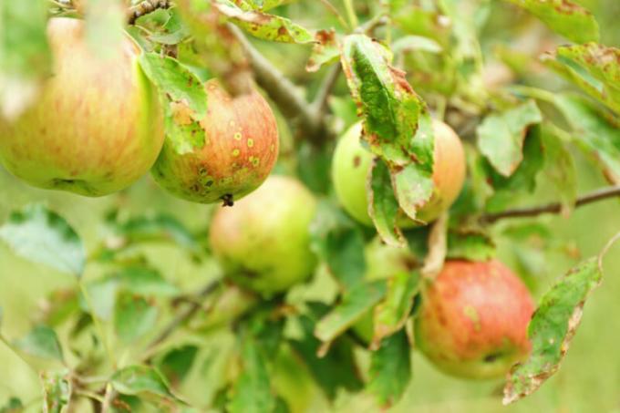 Çoğu zaman, site sahipleri elma ve armut ağaçlarının bükülmüş yaprakları olmasına karşı karşıyayız. bir makale için İllüstrasyon standart lisans © ofazende.ru için kullanılır