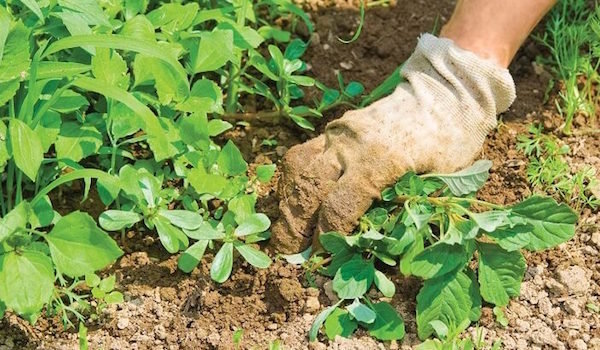 Bahçede sümüklü böcek ve salyangoz kurtulmak: 2 kanıtlanmış yöntemleri