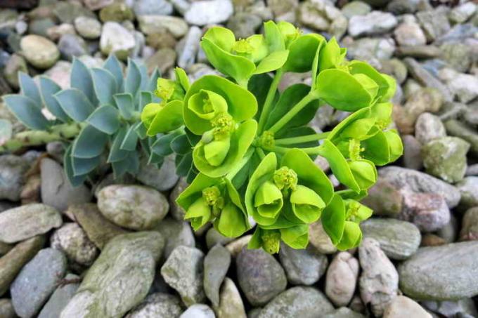 Euphorbia Myrsinites. bir makale için İllüstrasyon standart lisans © ofazende.ru için kullanılır