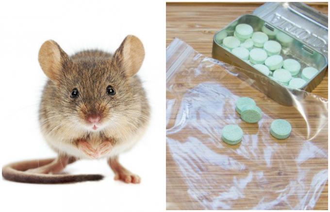  Beklenmeyen ve etkili yolu evde farelerin kurtulmak için