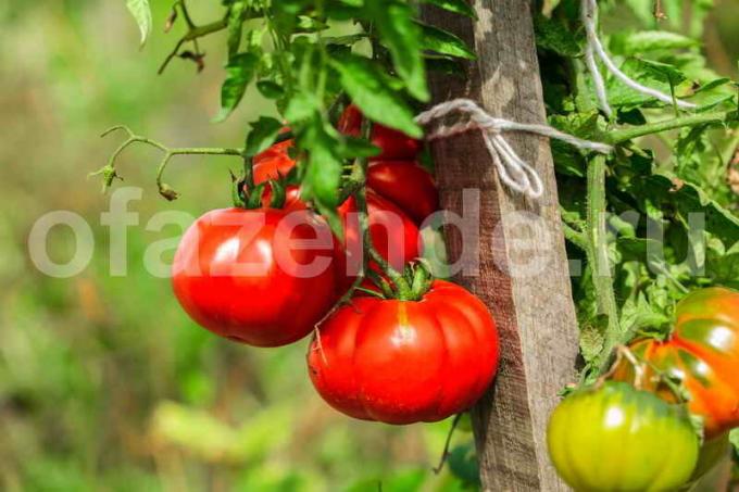 Büyüyen domates. bir makale için İllüstrasyon standart lisans © ofazende.ru için kullanılır
