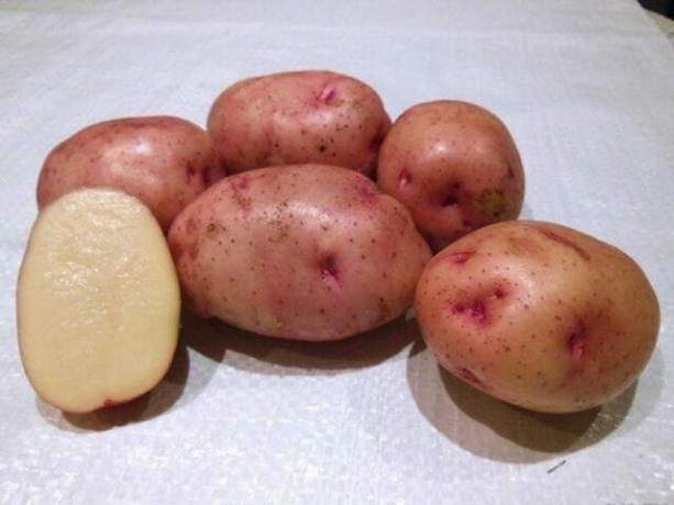 7 iyi patates çeşitleri