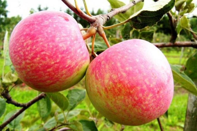 Gelecek sezon için elma hazırlayın. Nasıl 1.5 kat önümüzdeki yıl hasat artırmak için