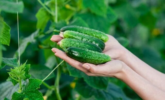 Lezzetli salatalık büyütün: Deneyimli bahçıvanlar sırlarını