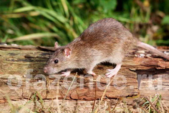 Bahçe toprağa sıçanların kurtulun: ucuz insancıl yöntem