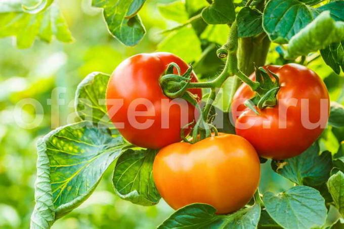 Serada domates Büyüyen (Foto standart lisans © ofazende.ru altında kullanılmaktadır)