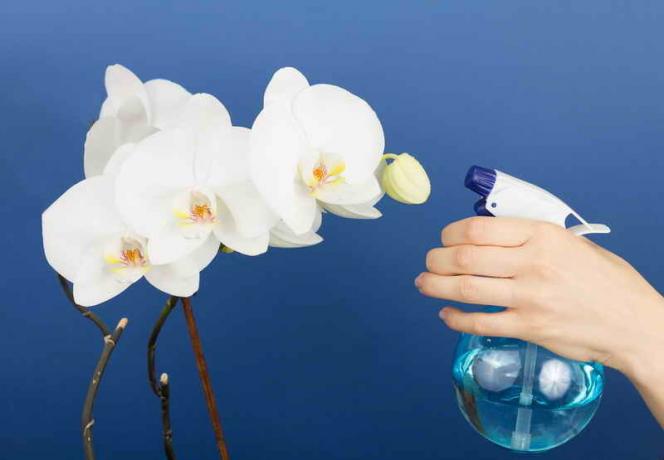 orkide Sulama. bir makale için İllüstrasyon standart lisans © ofazende.ru için kullanılır