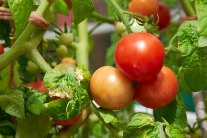 Ne olduğunu ve nasıl mücadele: domates yapraklarında kahverengi-kahverengi lekeler