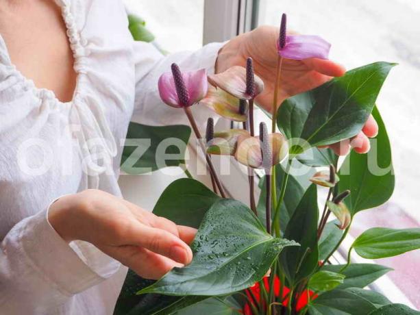 Büyüyen Houseplants. bir makale için İllüstrasyon standart lisans © ofazende.ru için kullanılır