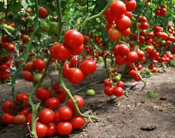 Nasıl domates iyi bir ürün almak için