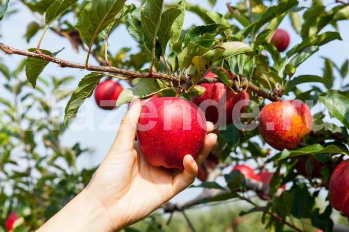 Bahçede elma ağaçları. bir makale için İllüstrasyon standart lisans © ofazende.ru için kullanılır