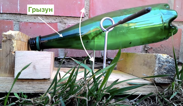 Plastik şişeden bir ev yapımı tuzak kullanarak farelerin kurtulmak