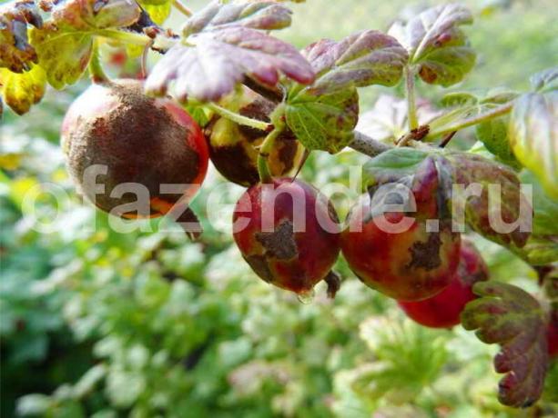 gooseberries tozlu küflenme. bir makale için İllüstrasyon standart lisans © ofazende.ru için kullanılır