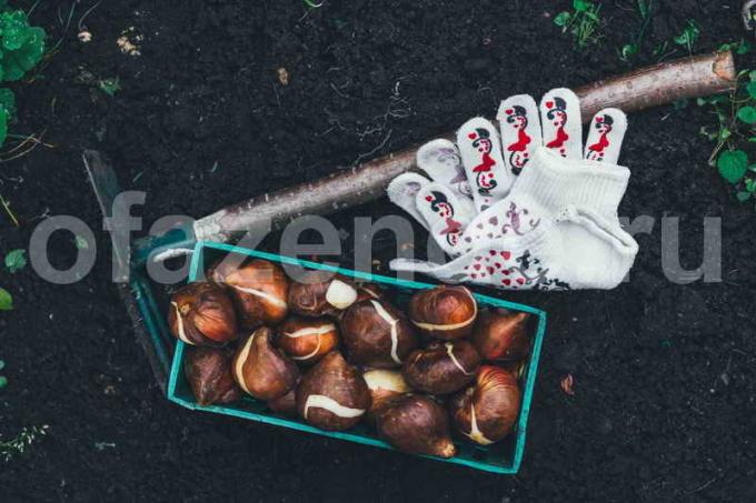 Dikim lale soğanları. bir makale için İllüstrasyon standart lisans © ofazende.ru için kullanılır