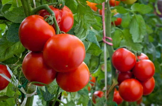 Bakım domates. bir makale için İllüstrasyon standart lisans © ofazende.ru için kullanılır