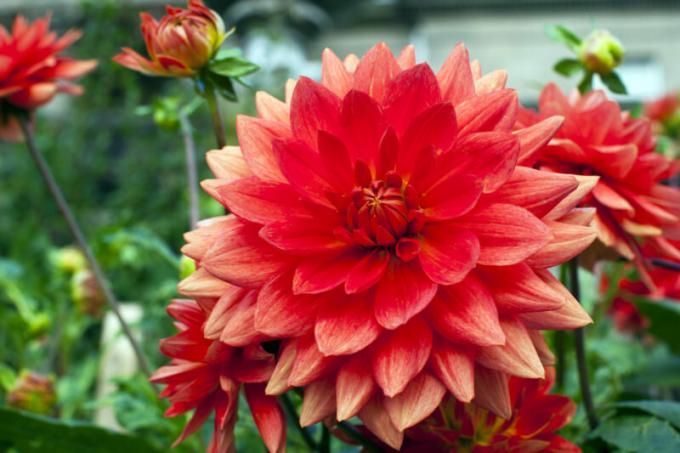 Yıldızçiçeği - güzel ve renkli dekoratif çiçekler. bir makale için İllüstrasyon standart lisans © ofazende.ru için kullanılır