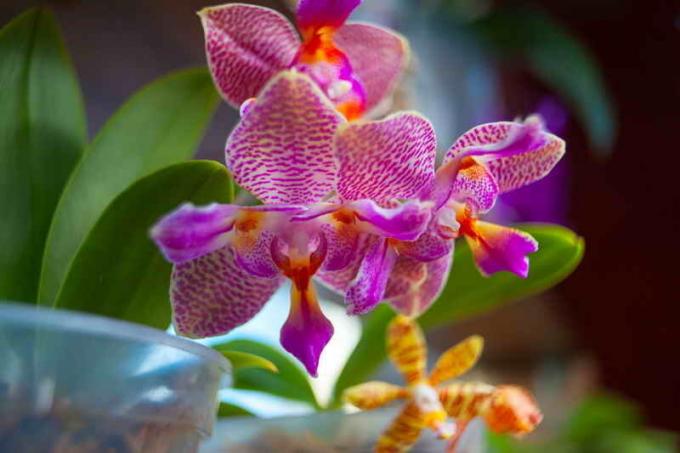 Çiçeklenme orkideler. bir makale için İllüstrasyon standart lisans © ofazende.ru için kullanılır