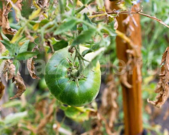 Büyüyen domates. bir makale için İllüstrasyon standart lisans © ofazende.r için kullanılır