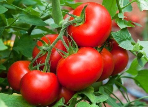 Yardım etkili yolları tatlı domates yetiştiriciliği