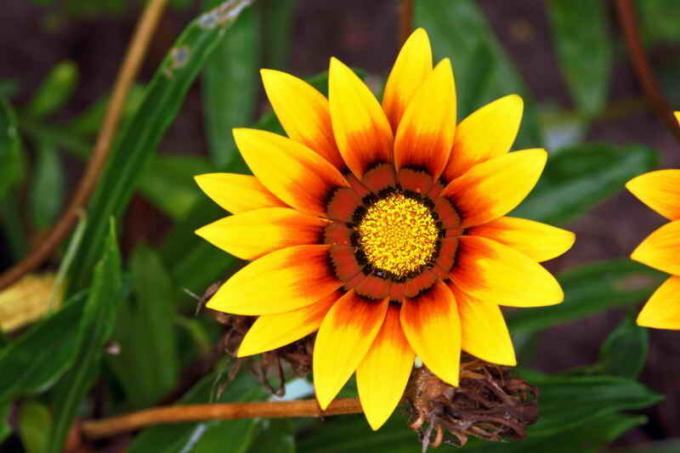 Bakım gazania. bir makale için İllüstrasyon standart lisans © ofazende.ru için kullanılır