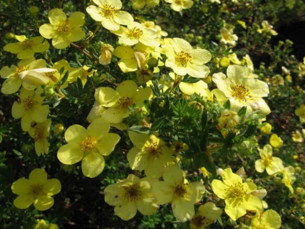 Küçük, çeşitleri kenarından çiçekler limon sarısı
